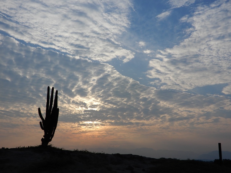 finfin desierto de tatacoa cactus sunset